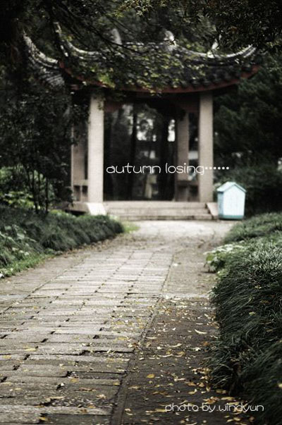 autumn losing ……（5） 摄影 windyun