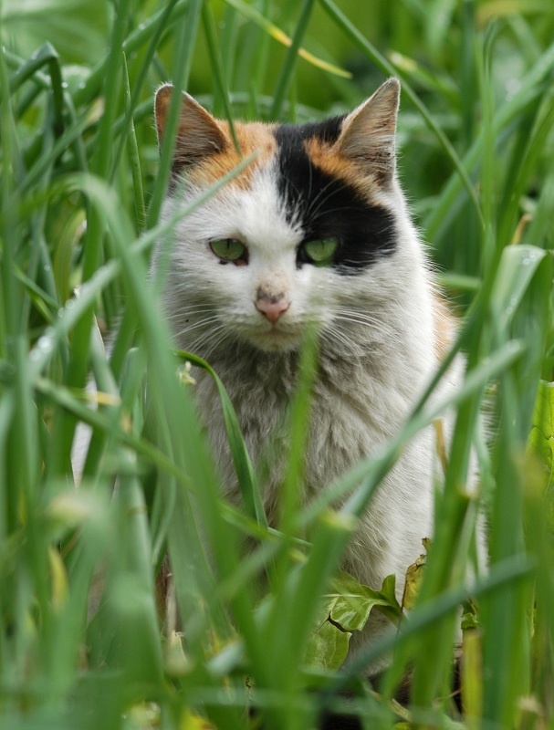 猫13 摄影 糊涂光影