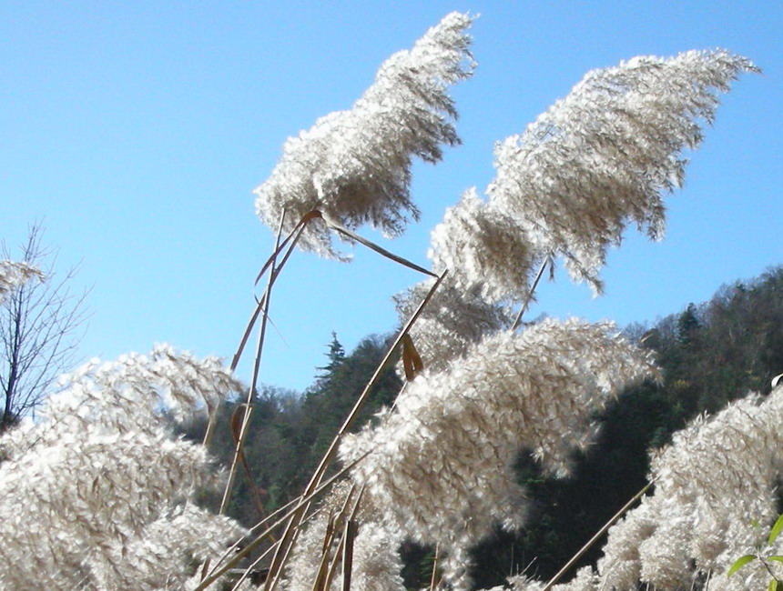 山野芦花 摄影 任正华