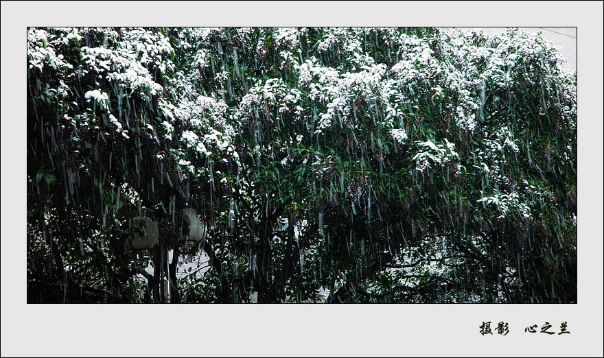 落雪如雨 摄影 心之兰