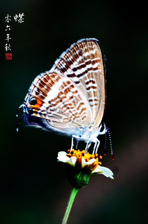 蝶 摄影 海鹰