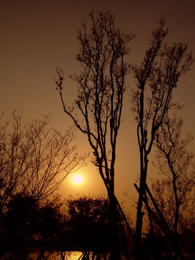 枯树夕韵 摄影 加菲公爵