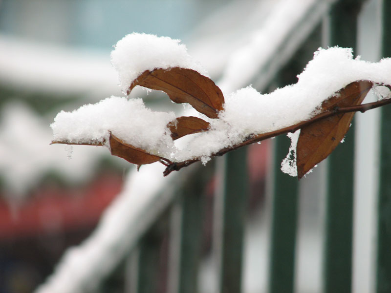 初雪 摄影 zhjlb