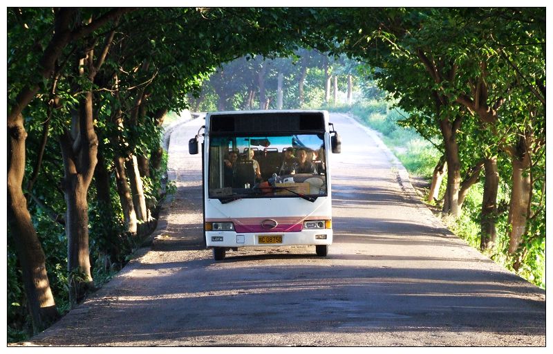 乡村公路 摄影 果园