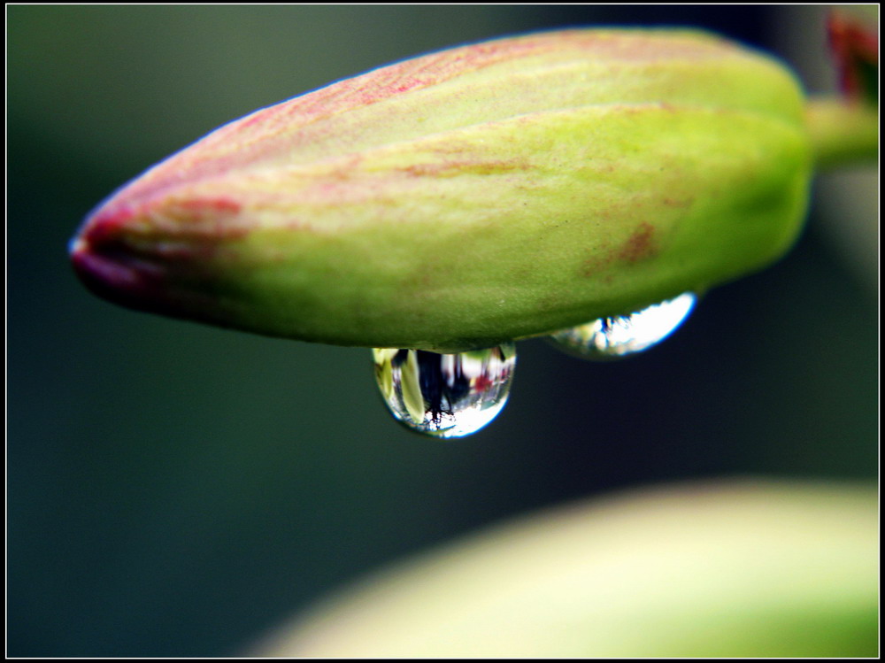 雨珠 摄影 楚园秋韵