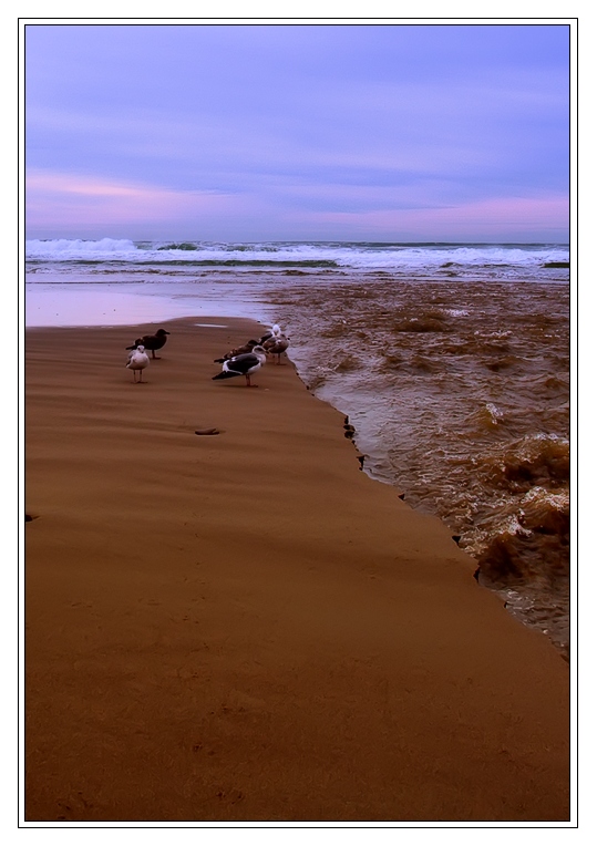 海与鸥 摄影 douglas