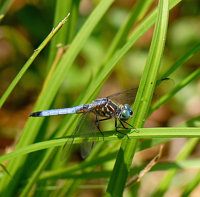 dragonfly 摄影 zixian