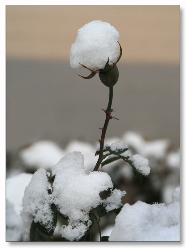 玫瑰雪花② 摄影 执迷不悟