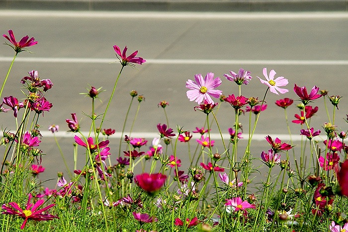 路边小花01 摄影 老AO