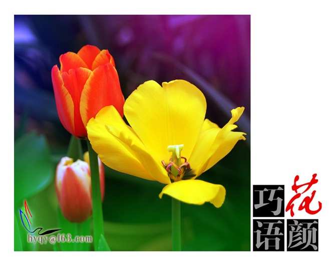 盛开 摄影 花颜巧语