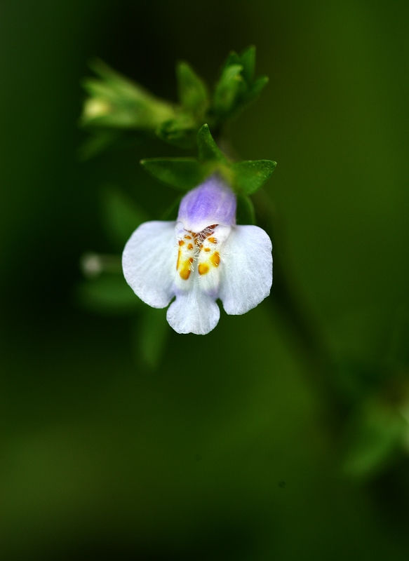 小花花 摄影 糊涂光影