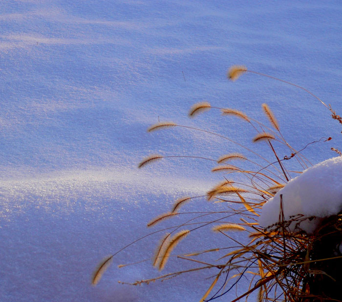 雪地里的狗尾巴草 摄影 高天流云xj