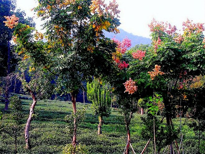 茶色生香----秋日的茶园(二) 摄影 彼岸的风景