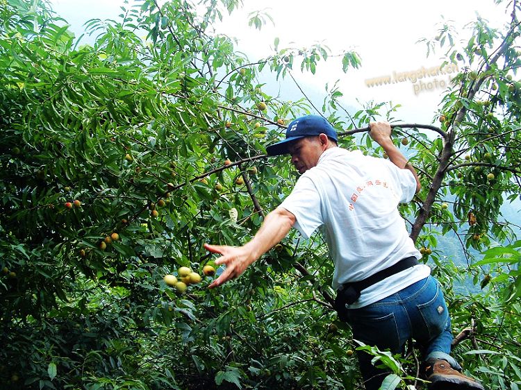 花果山的猴大哥 摄影 舒金校