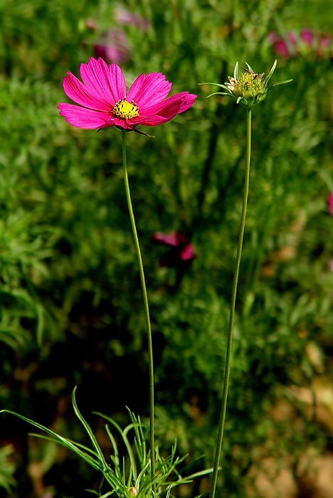 路边小花02 摄影 老AO