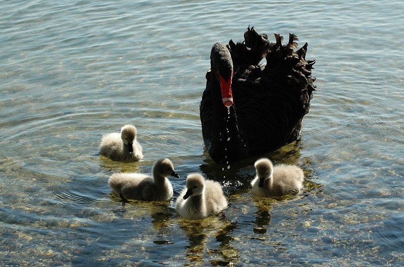 母爱(rotorua lake) 摄影 风神