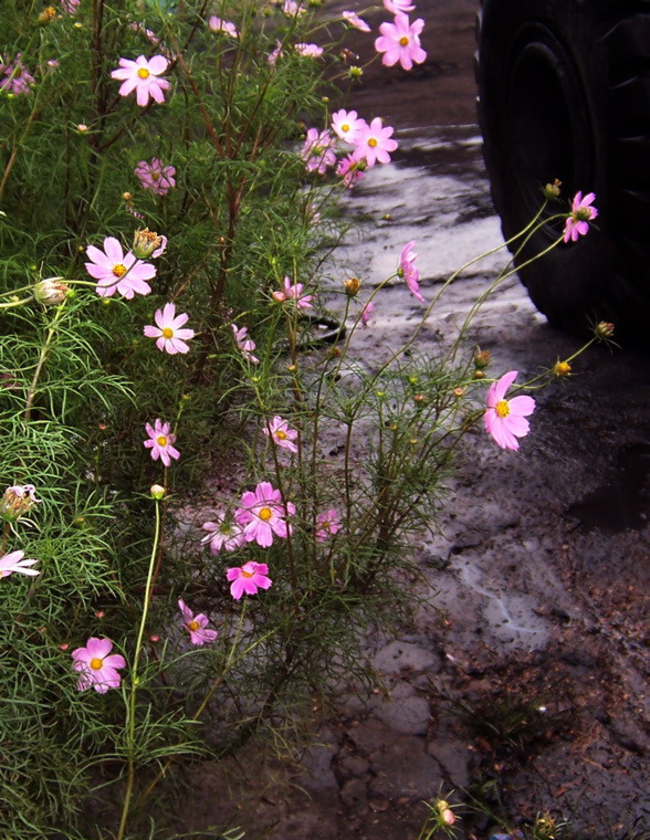 雨后   （路边高丽菊） 摄影 JACKWELL