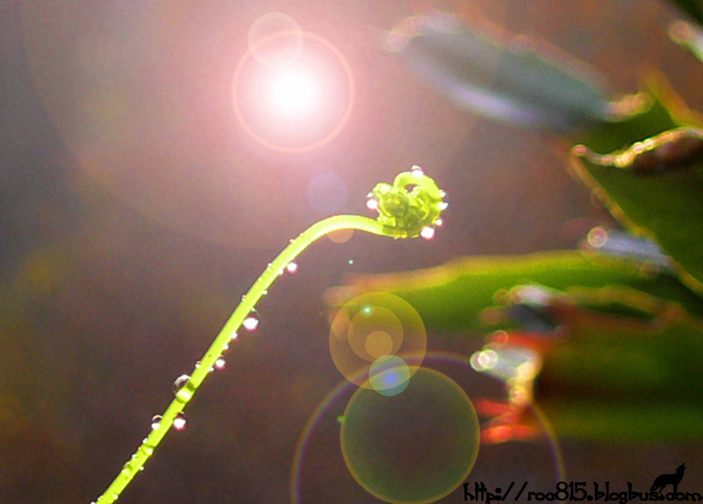 生命的诞生～·芽儿· 摄影 晴天的太阳