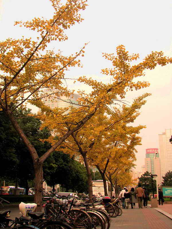 金秋大道 摄影 fazhou