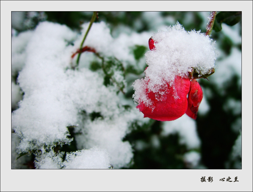 雪中花 摄影 心之兰