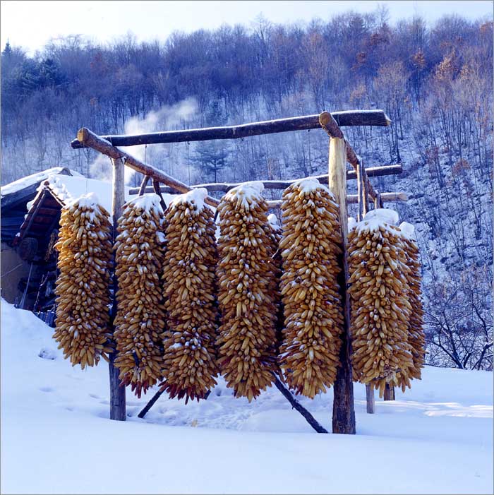 雪韵 摄影 图游天下