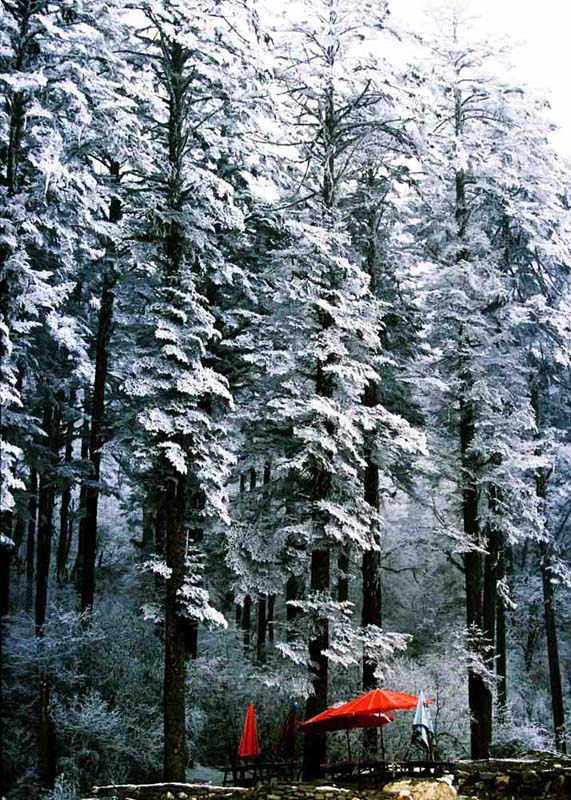 雪里红 摄影 花眼看花