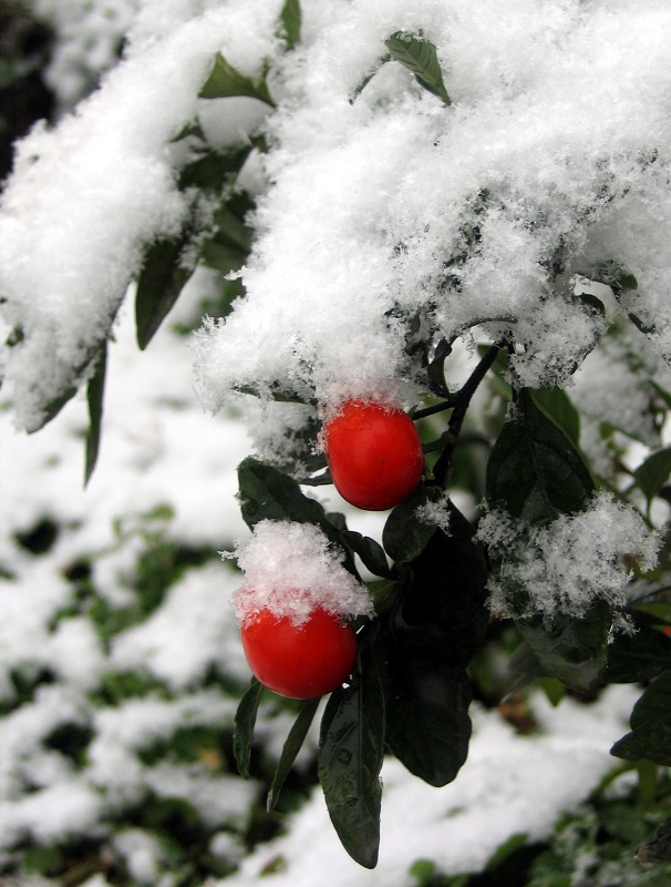 今年冬天的第一场雪5 摄影 zghpds