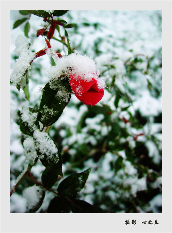 雪中花 摄影 心之兰