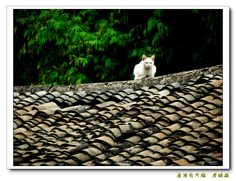 屋顶有只猫 摄影 鹰派老贼