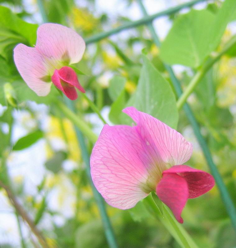 豌豆花 摄影 淳哥