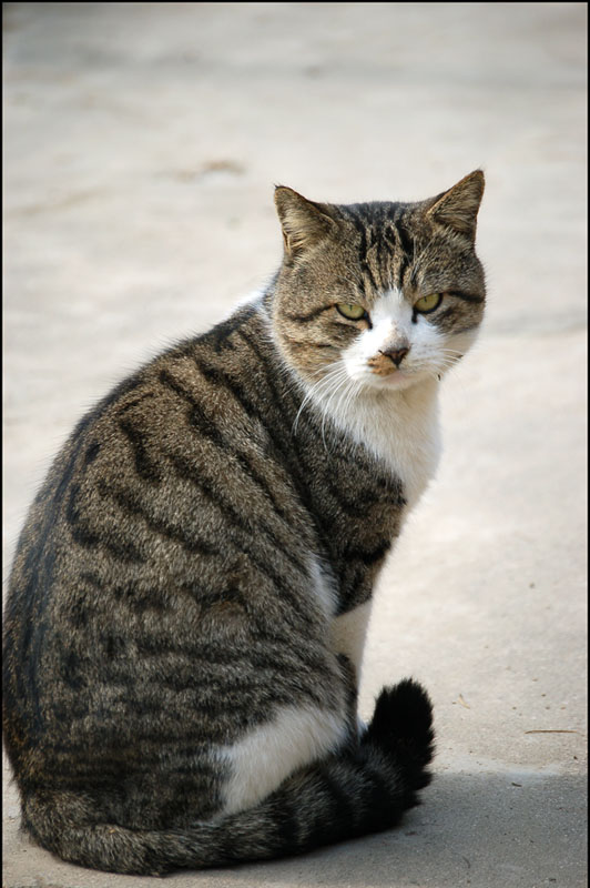 冷冷一只猫 摄影 小宝老爸