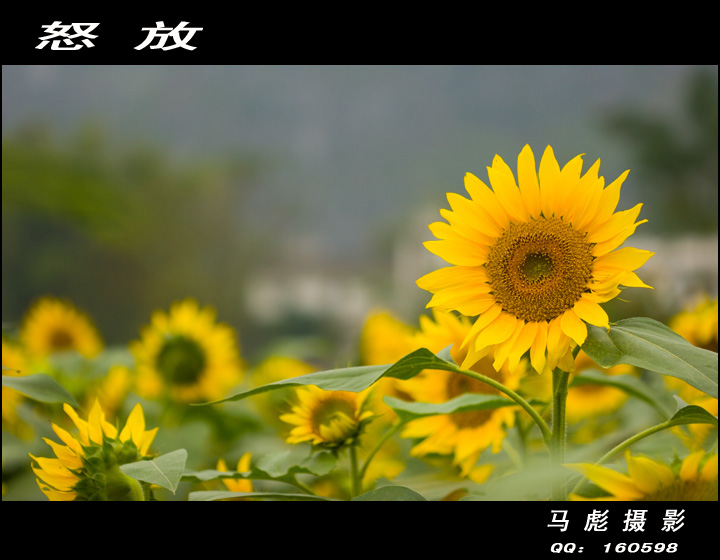 怒放 摄影 马彪