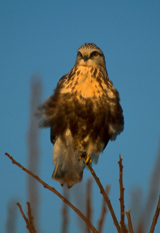 rough-legged hawk 摄影 zrphoto