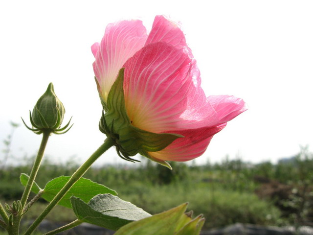 木芙蓉 摄影 三鹅