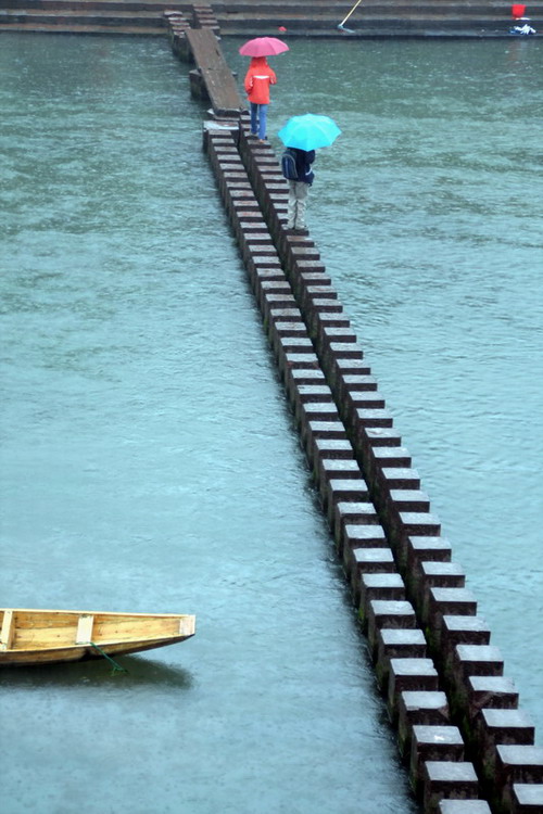 雨中 摄影 非洲长颈鹿