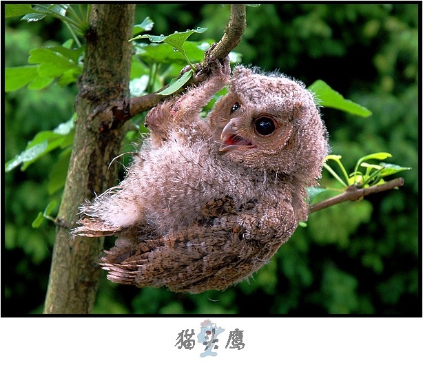 猫头鹰 摄影 登龙山人