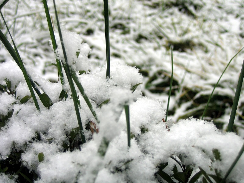 今年冬天的第一场雪6 摄影 zghpds