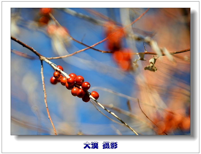 沙枣飘香 摄影 沙漠风暴