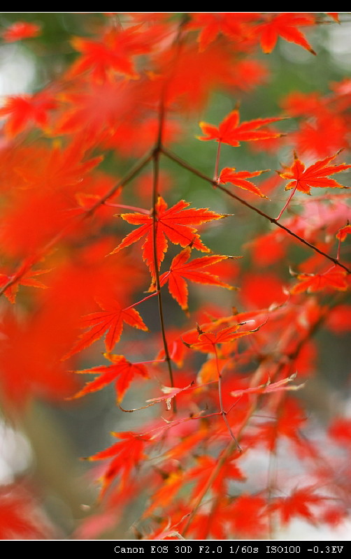 霜叶红似二月花 摄影 柯闲客