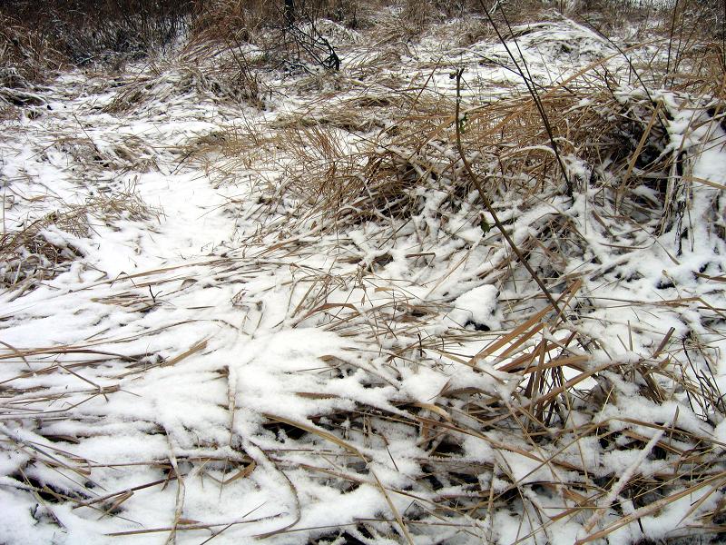 今年冬天的第一场雪7 摄影 zghpds