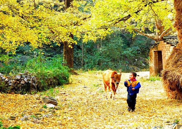 广西乡村小景-银杏树3 摄影 十七叔