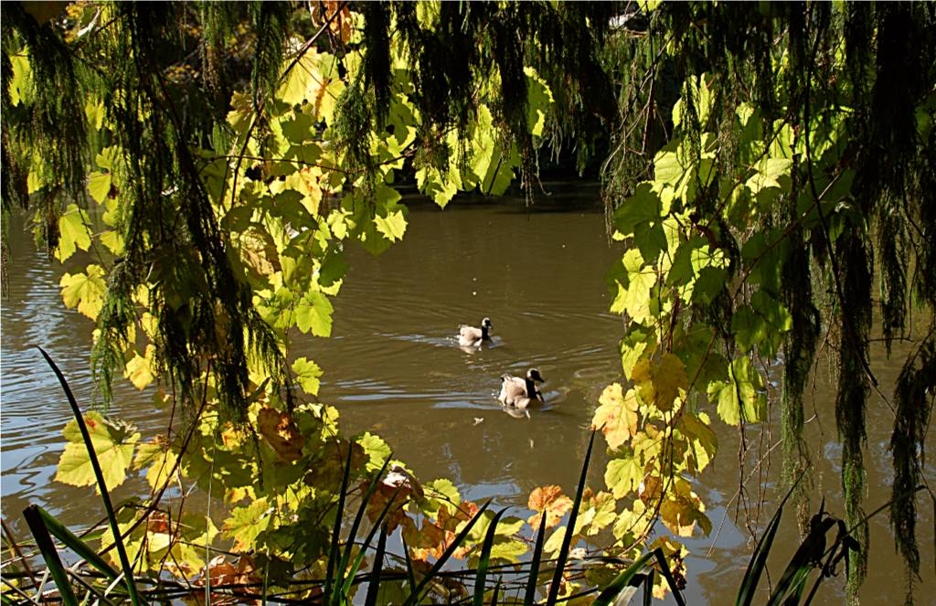 nature-219 摄影 fengsheng