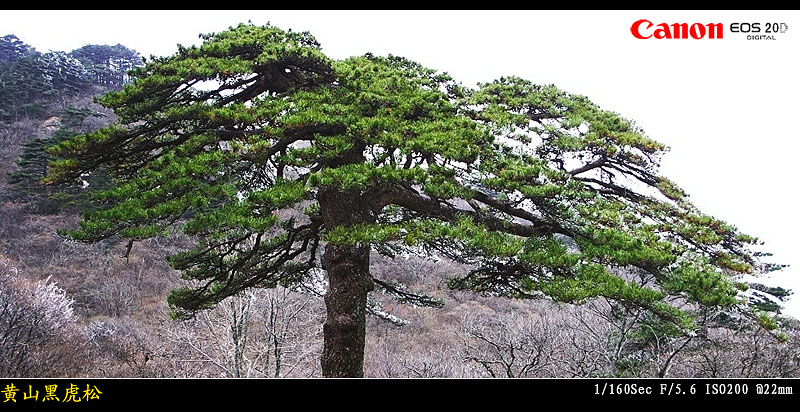 黄山.黑虎松 摄影 色止