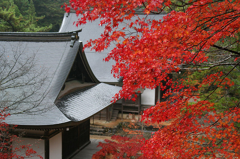 京都红叶—— 神護寺毘沙門堂 摄影 漂泊的云