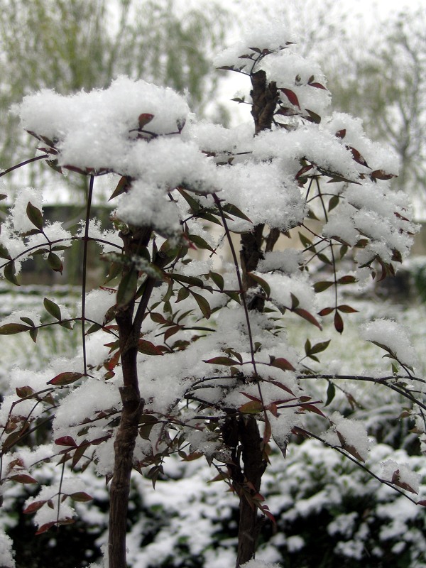 今年冬天的第一场雪9 摄影 zghpds