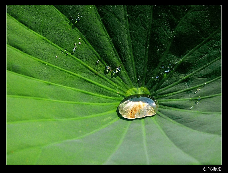 露水 摄影 剑气碧烟寒