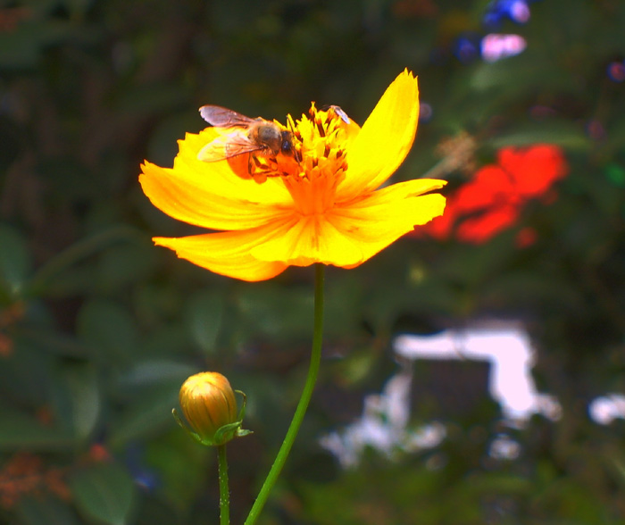 花儿与蜜蜂 摄影 奇戈