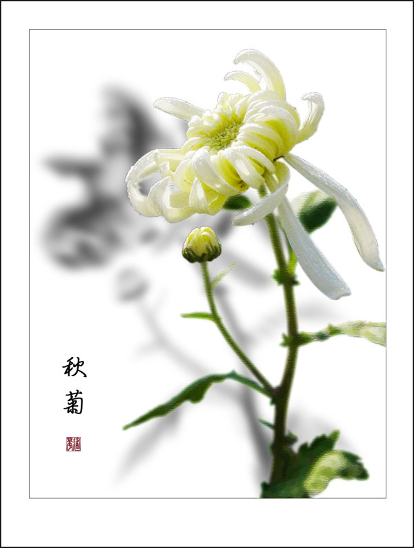 秋菊 摄影 五彩云