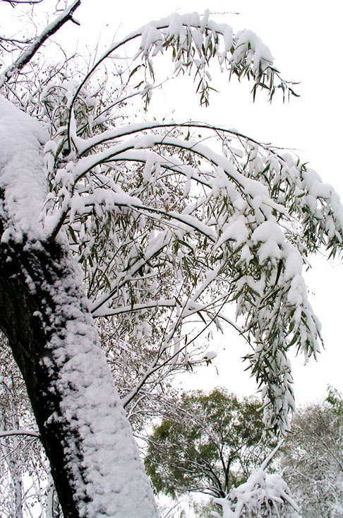 早雪 摄影 艺中游