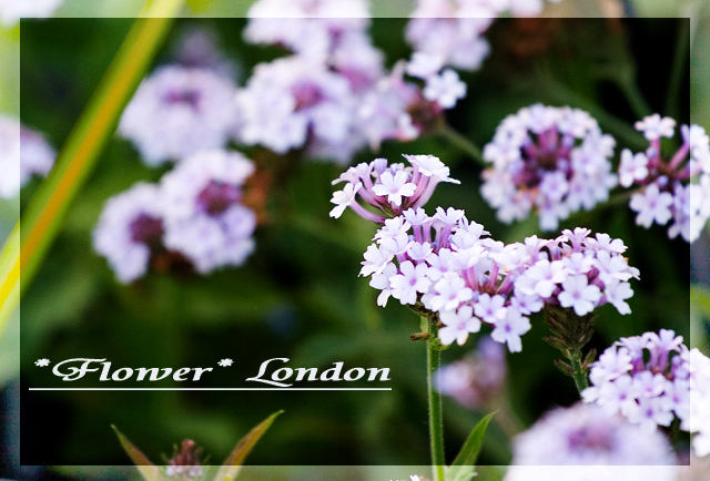 Flower London 摄影 wingyuan